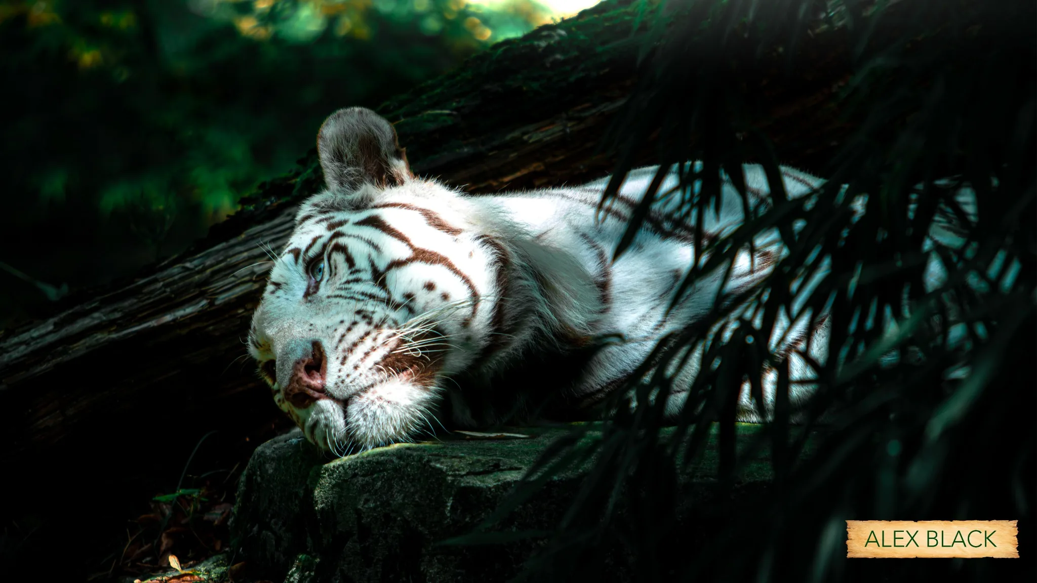 White tiger resting in deep shade