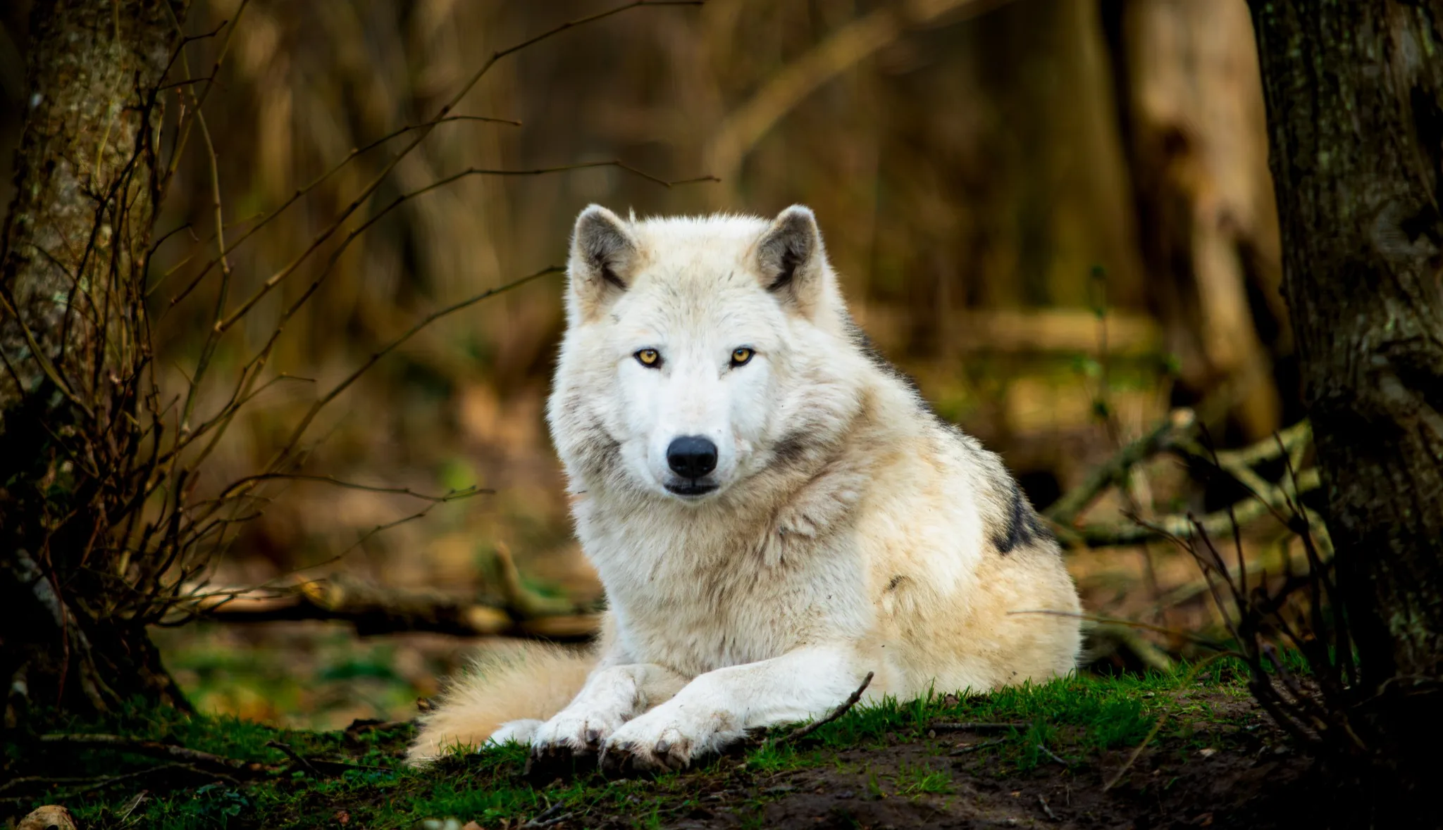 White wolf portrait in the forest