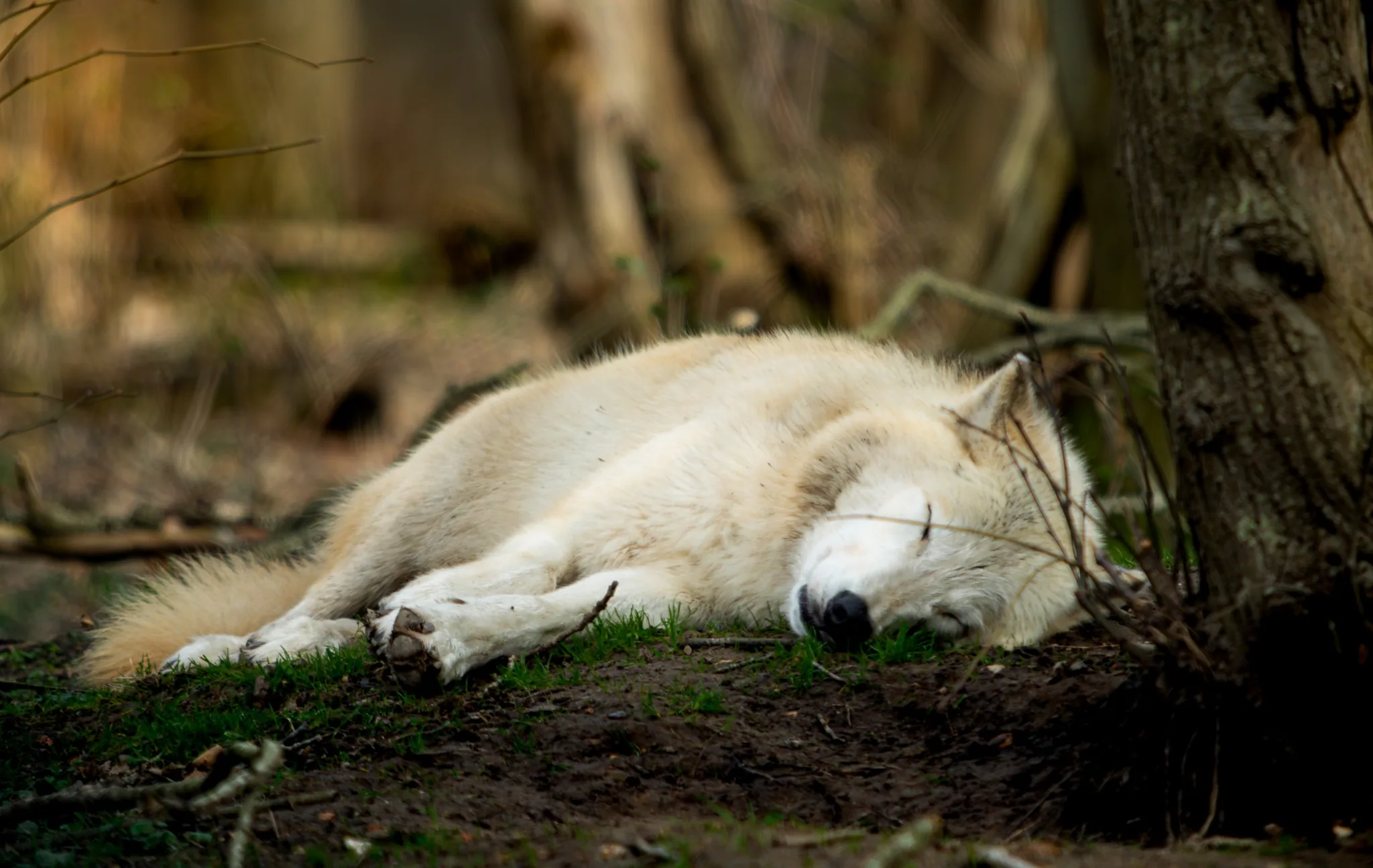 A white wolf sleeping quietly in the forest