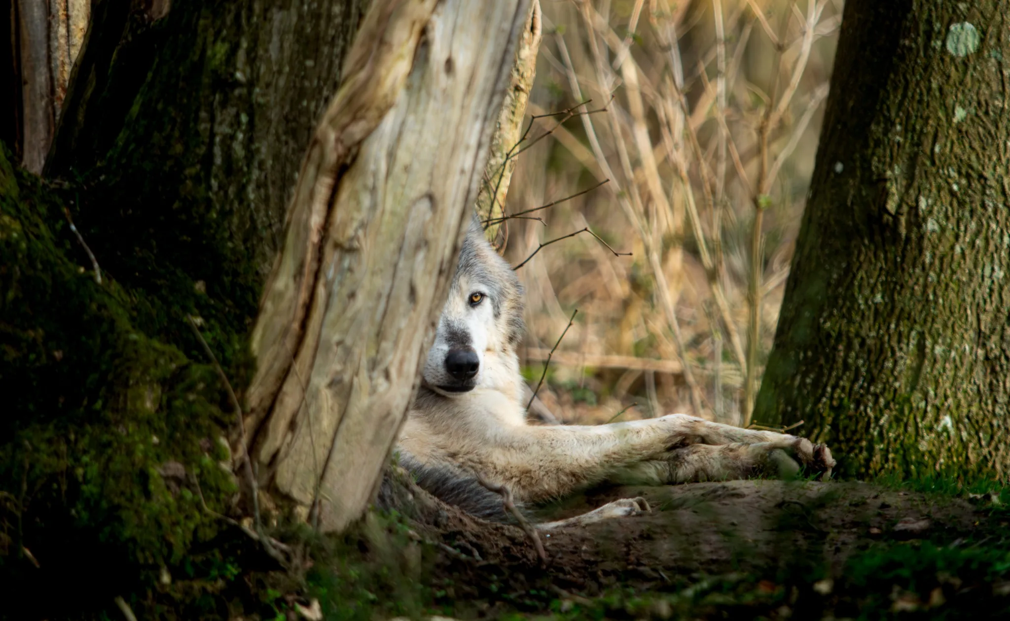 Wolf hidden between trees